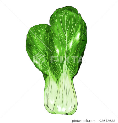 白菜插畫素材 98612688