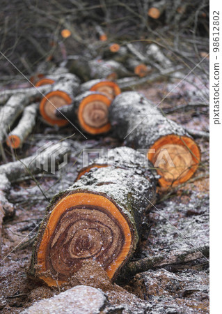 many cut trees in the forest for firewood many cut trees in the forest for firewood 98612802