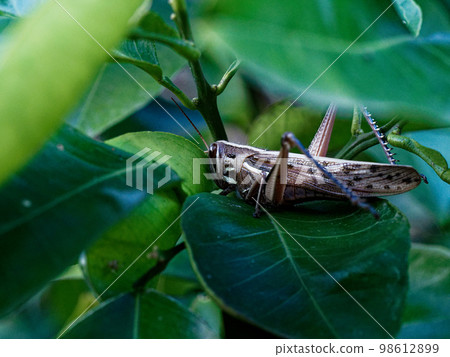 Overwintering Locust Locust 98612899