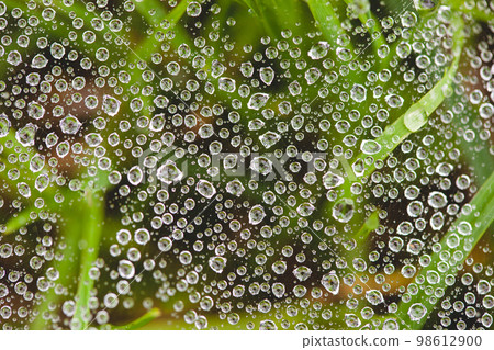 close-up of dew droplets on the spider web 98612900