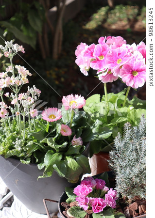 粉紅花群栽&群盆 98613245