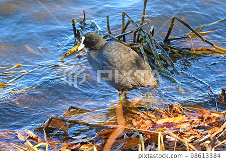 Coot walking by the water Coot walking by the water 98613384
