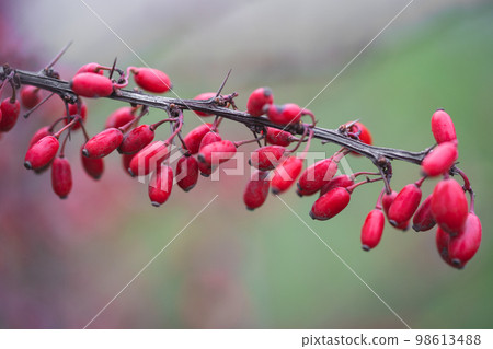 close-up of a branch with red barberry berries close-up of a branch with red barberry berries 98613488