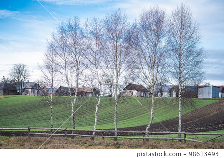 beautiful birch trees grow in a row against the background of sown fields and houses in the countryside beautiful birch trees grow in a row against the background of sown fields and houses in the countryside 98613493