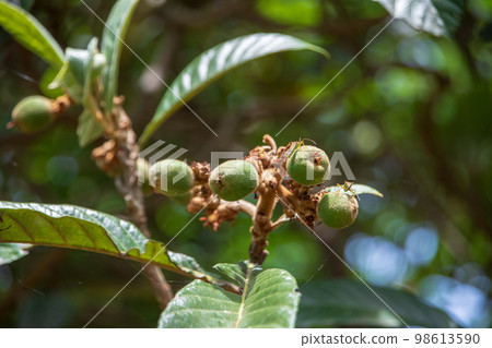 Loquat nut seasonal image Loquat nut seasonal image 98613590