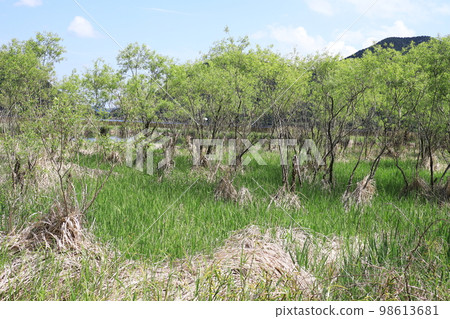 Scenery of Imuta Pond with trees growing along the water's edge 98613681