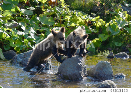 Brown Bear Brothers (Shiretoko, Hokkaido) Brown Bear Brothers (Shiretoko, Hokkaido) 98615123