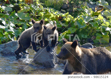 棕熊父母和孩子（北海道知床） 98615124