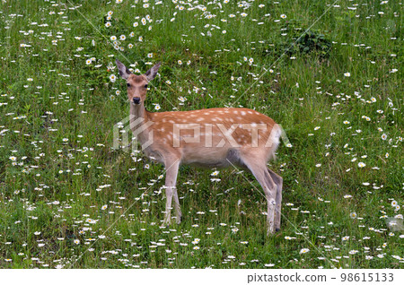 Flower garden and sika deer (Shiretoko, Hokkaido) Flower garden and sika deer (Shiretoko, Hokkaido) 98615133