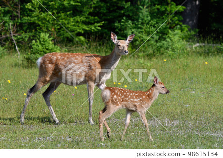 Parent and child of Ezoshima (Hokkaido / Shiretoko) Parent and child of Ezoshima (Hokkaido / Shiretoko) 98615134