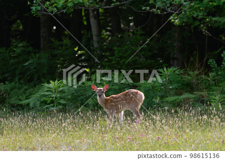 Yezo deer cubs (Shiretoko, Hokkaido) Yezo deer cubs (Shiretoko, Hokkaido) 98615136