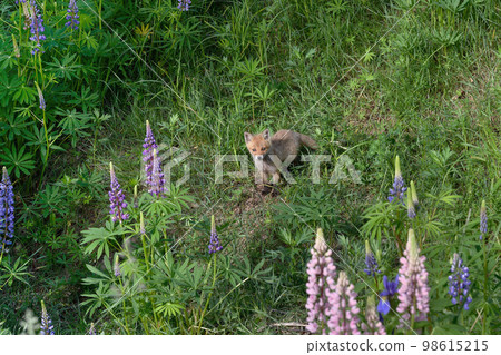 花園和赤狐幼崽(北海道上士幌) 花園和赤狐幼崽(北海道上士幌) 98615215