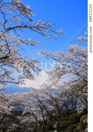 Cherry blossoms in a park with a view of Mount Fuji 98615220