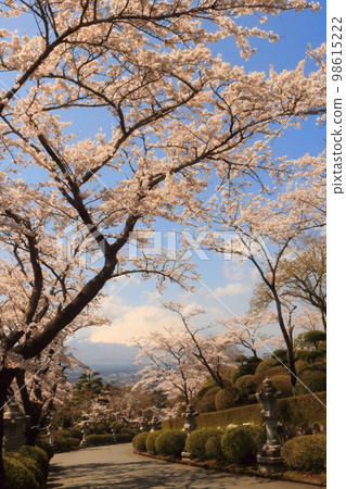Cherry blossoms in a park with a view of Mount Fuji 98615222