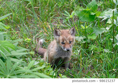 蝦夷赤狐幼崽（北海道上士幌） 98615237