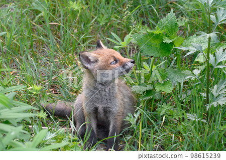 蝦夷赤狐幼崽（北海道上士幌） 98615239