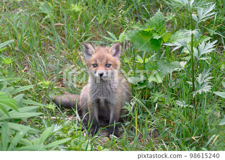 蝦夷赤狐幼崽（北海道上士幌） 98615240
