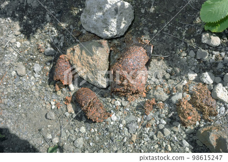 棕熊糞便（北海道、知床） 98615247