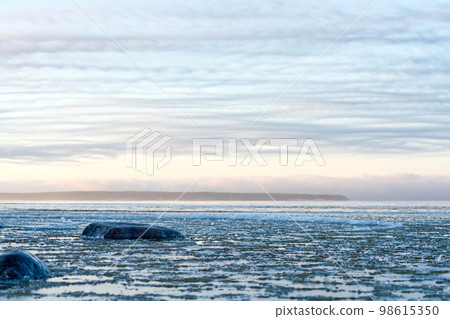 Panoramic view of the snow-covered shore of the Baltic sea at sunset. Ice fragments at sea close-up. 98615350