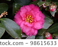 Camellia 98615633