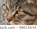 Cat  98615634
