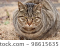 Cat  98615635