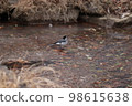 A bird 98615638