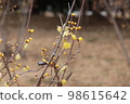 Rowey 98615642