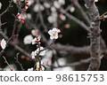 plum	 98615753