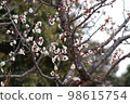 plum	 98615754