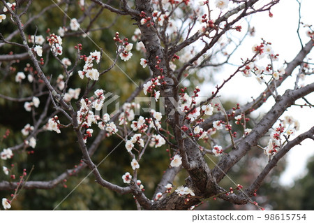 plum plum 98615754