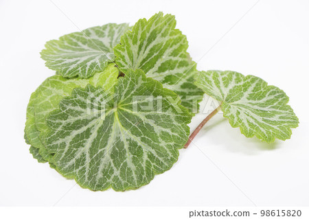 虎耳草 虎耳草 98615820