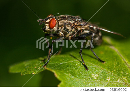 macro photography fly close up macro photography fly close up 98616002