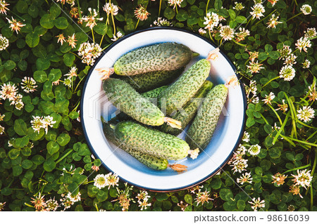 Fresh cucumbers in bowl on the ground, harvested vegetables in organic vegetable garden 98616039