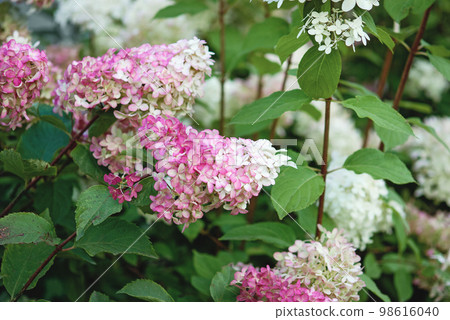 Hydrangea Vanille Fraise blooming with pink and white flowers in summer garden 98616040