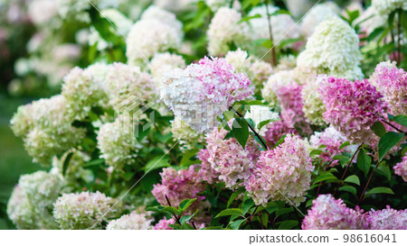 Hydrangea paniculata blooming outdoors, Vanille Fraise panicled hydrangea with pink and white flowers in summer garden Hydrangea paniculata blooming outdoors, Vanille Fraise panicled hydrangea with pink and white flowers in summer garden 98616041