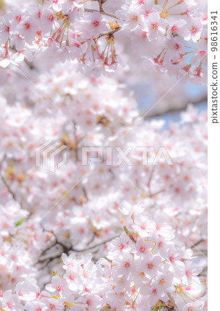 Cherry blossoms in full bloom (soft focus) 98616341