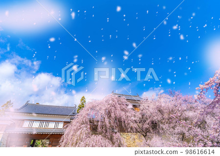 [櫻花暴風雪圖像] 信州上田城堡櫻花和櫻花暴風雪 [長野縣] 98616614