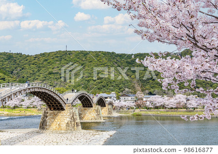 Iwakuni City, Yamaguchi Prefecture, Kintai Bridge, a famous tourist spot with cherry blossoms in full bloom Iwakuni City, Yamaguchi Prefecture, Kintai Bridge, a famous tourist spot with cherry blossoms in full bloom 98616877