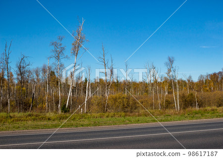Forest drying up from swamping near the highway 98617187