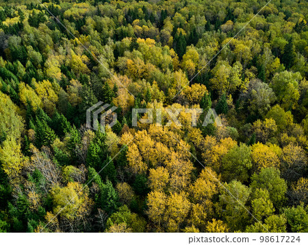 Flight over mixed autumn forest in yellow-green colors Flight over mixed autumn forest in yellow-green colors 98617224