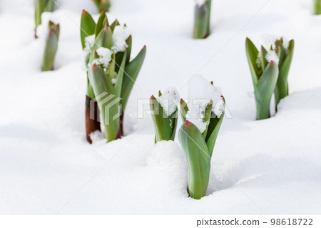 Green sprouts growing through snow Green sprouts growing through snow 98618722