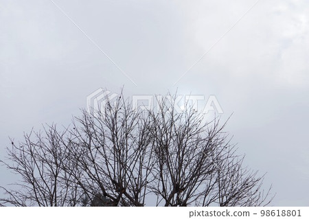 寒冷的冬天多雲的天空 寒冷的冬天多雲的天空 98618801
