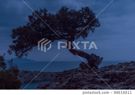 Lonely pine tree growing on rock on the sea background in spring Lonely pine tree growing on rock on the sea background in spring 98618811