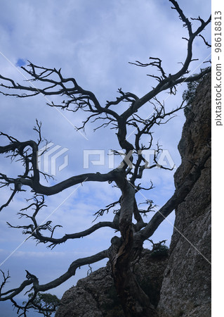 Lonely tree growing on rock on the sky background in spring 98618813