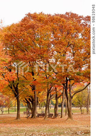 韓國首爾秋季公園風光 韓國首爾秋季公園風光 98619348