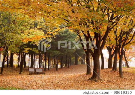 韓國首爾秋季公園風光 韓國首爾秋季公園風光 98619350