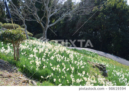 富山水仙公園 98619394