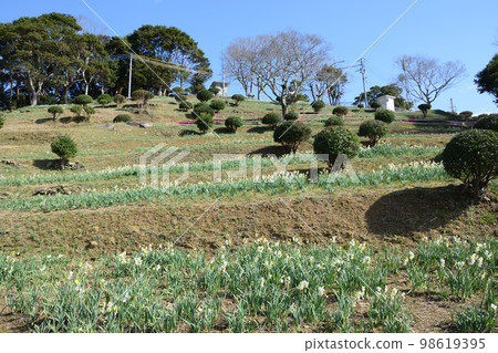 富山水仙公園 98619395