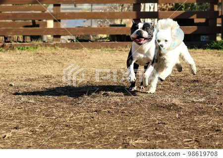 Mighty, a Boston terrier who competes in a dog run, and Bailey, a toy poodle who works hard with an Elizabethan collar 98619708